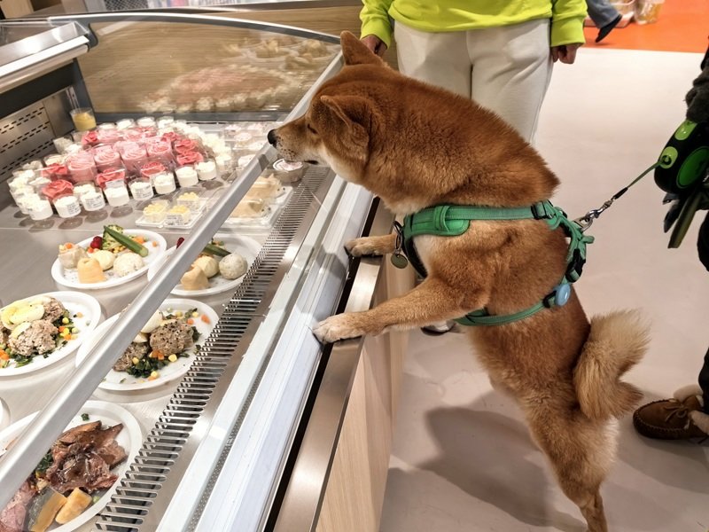门店宠物 门店宠物
